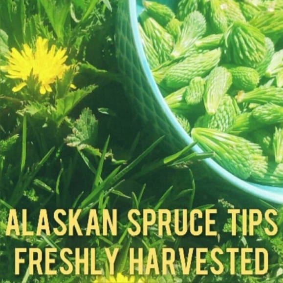 UNTIL SOLD OUT Fresh Spruce Tips Brewing Tea Jelly Syrup Vinegar Smoothies Vit C - Picture 1 of 3